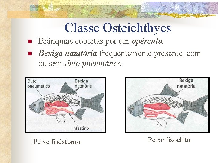 Classe Osteichthyes n n Brânquias cobertas por um opérculo. Bexiga natatória freqüentemente presente, com