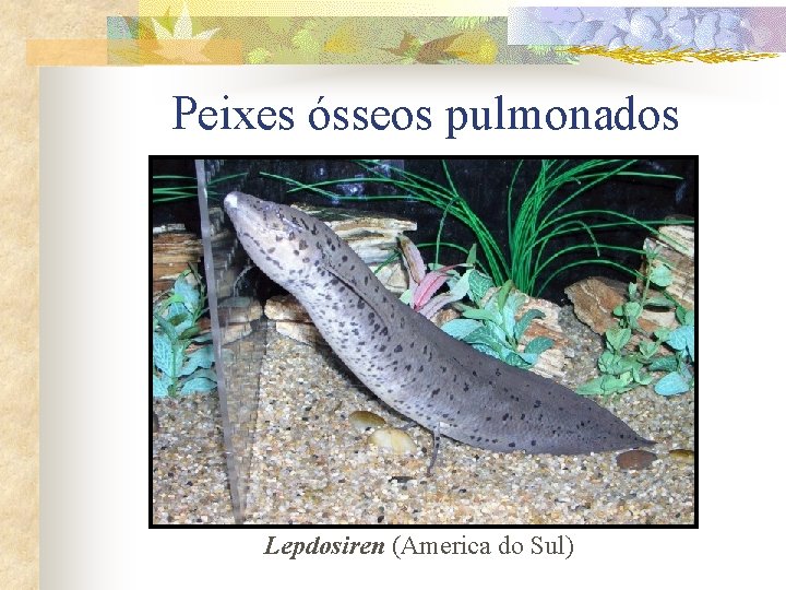 Peixes ósseos pulmonados Lepdosiren (America do Sul) 