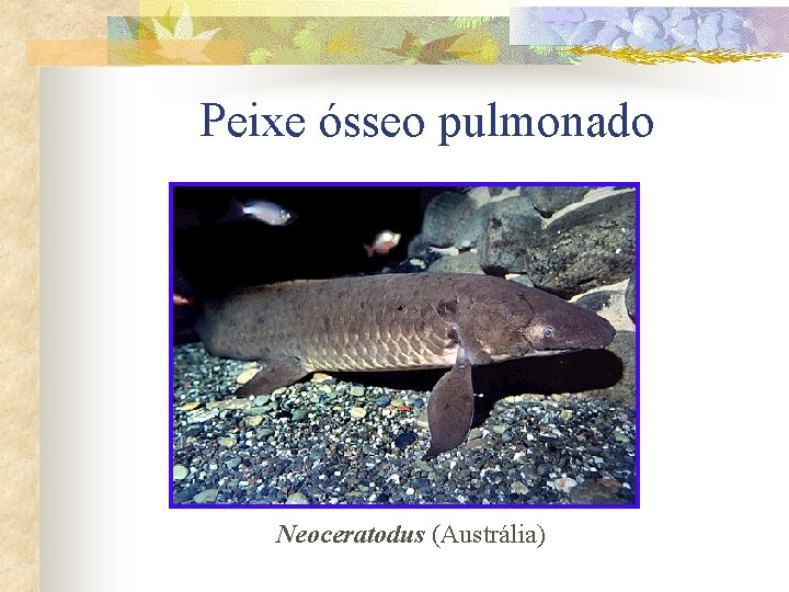 Peixe ósseo pulmonado Neoceratodus (Austrália) 