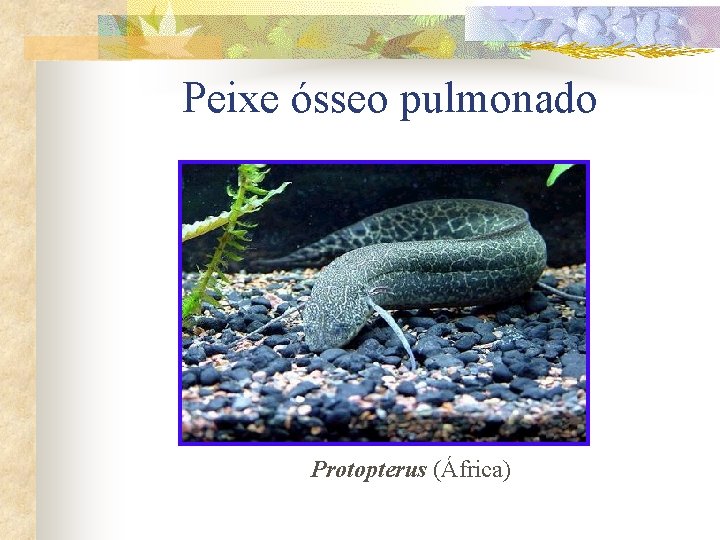 Peixe ósseo pulmonado Protopterus (África) 