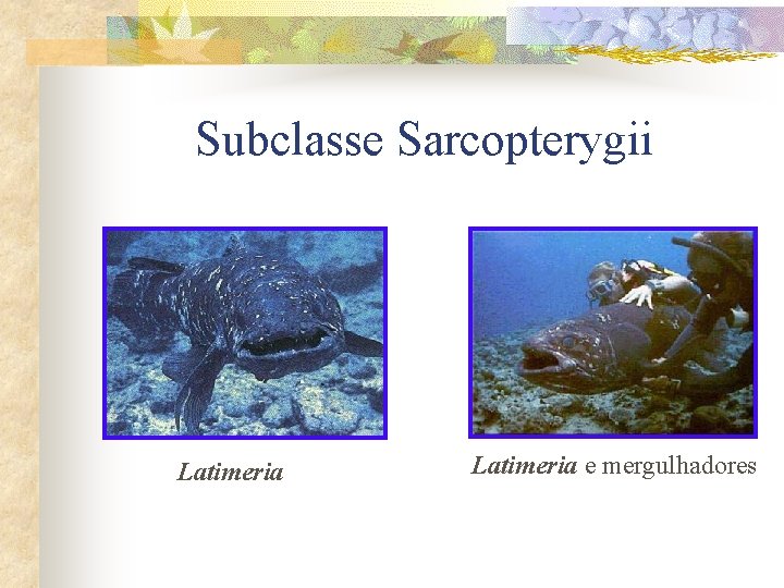 Subclasse Sarcopterygii Latimeria e mergulhadores 