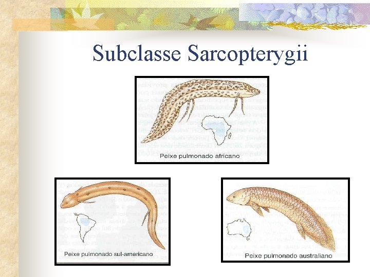 Subclasse Sarcopterygii 