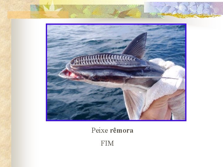 Peixe rêmora FIM 