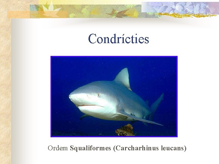 Condrícties Ordem Squaliformes (Carcharhinus leucans) 