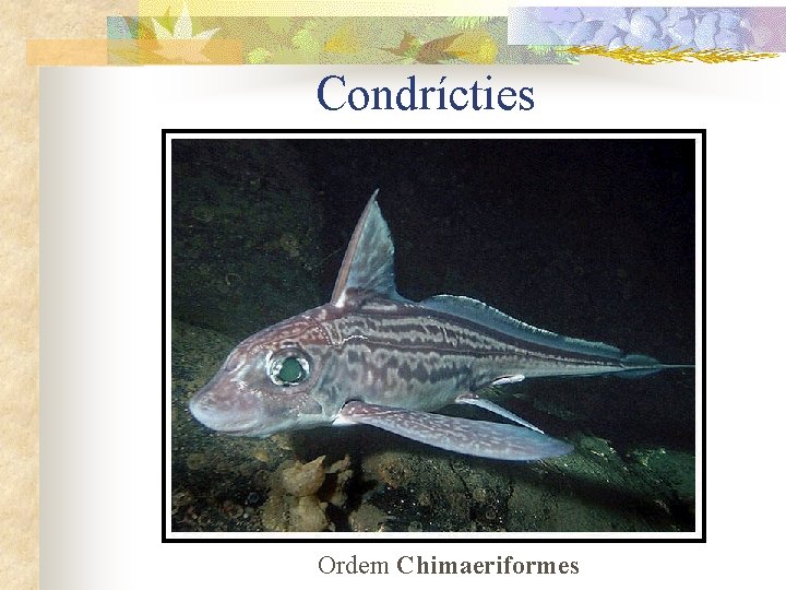 Condrícties Ordem Chimaeriformes 