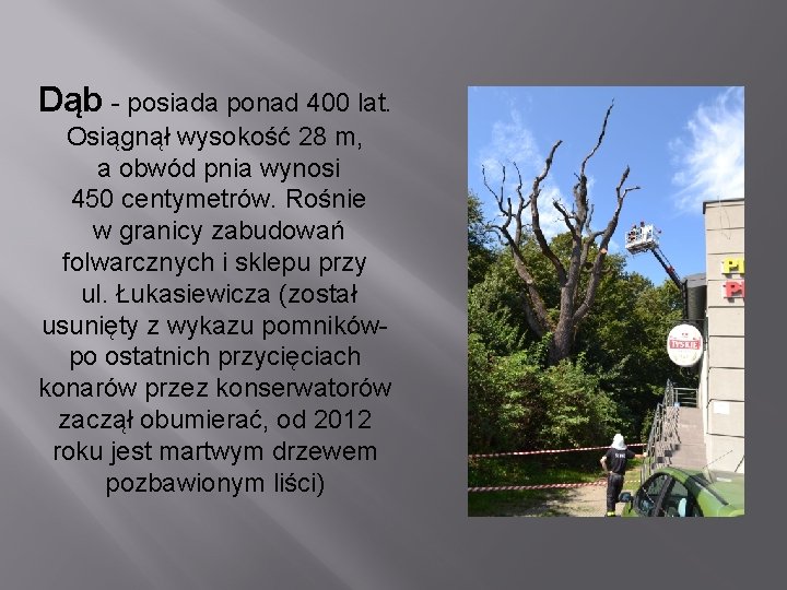 Dąb - posiada ponad 400 lat. Osiągnął wysokość 28 m, a obwód pnia wynosi