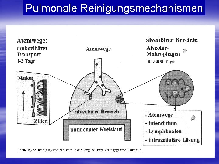 Pulmonale Reinigungsmechanismen 