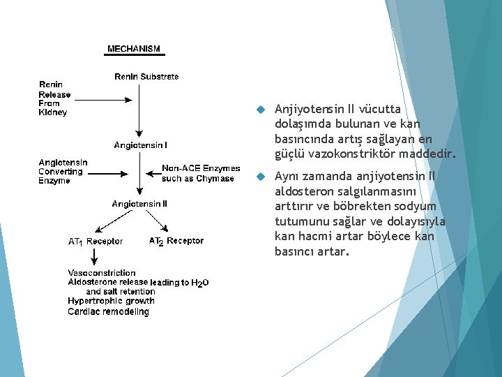  Anjiyotensin II vücutta dolaşımda bulunan ve kan basıncında artış sağlayan en güçlü vazokonstriktör