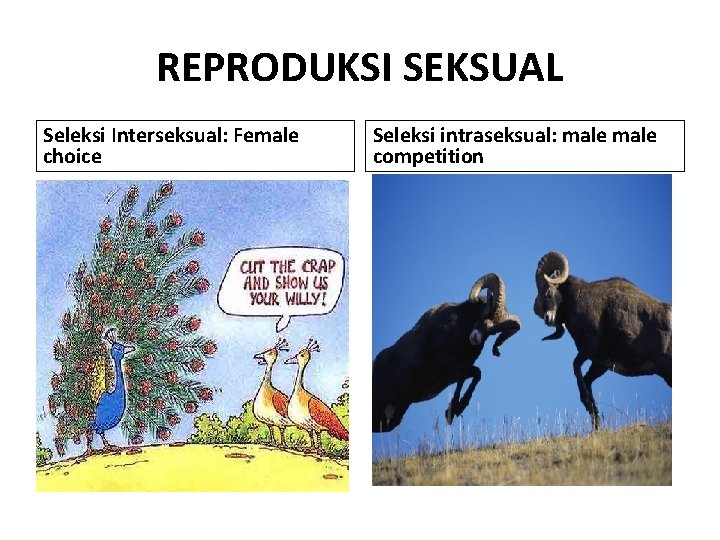 REPRODUKSI SEKSUAL Seleksi Interseksual: Female choice Seleksi intraseksual: male competition 