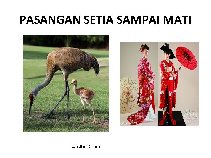 PASANGAN SETIA SAMPAI MATI Sandhill Crane 