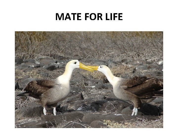 MATE FOR LIFE 