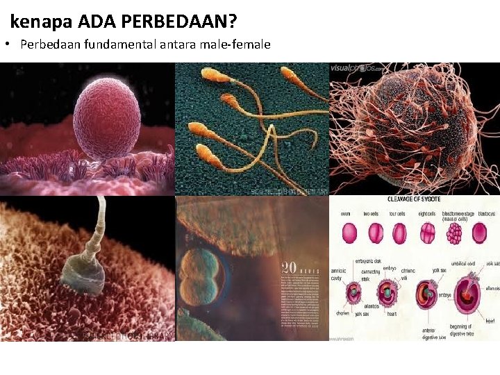 kenapa ADA PERBEDAAN? • Perbedaan fundamental antara male-female 