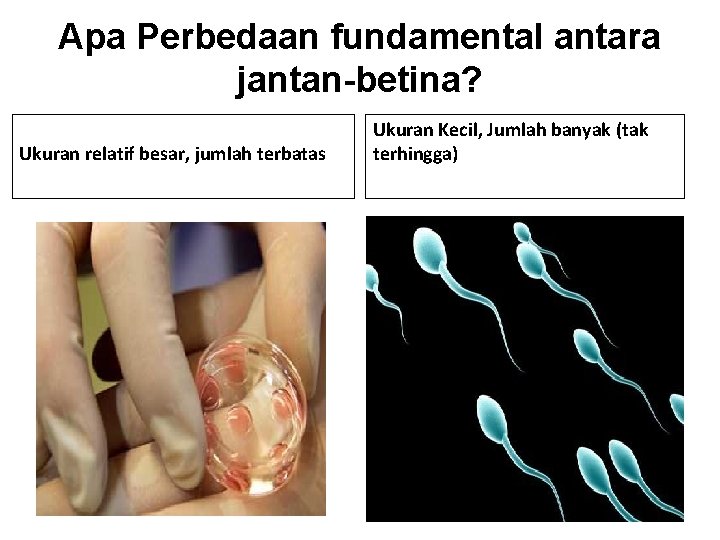 Apa Perbedaan fundamental antara jantan-betina? Ukuran relatif besar, jumlah terbatas Ukuran Kecil, Jumlah banyak