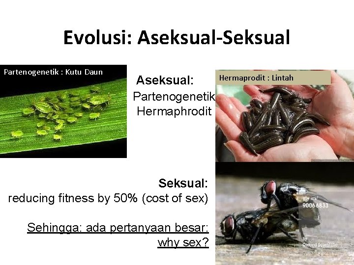 Evolusi: Aseksual-Seksual Partenogenetik : Kutu Daun Hermaprodit : Lintah Aseksual: Partenogenetik Hermaphrodit Seksual: reducing