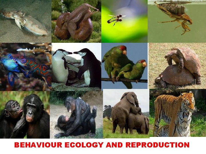 BEHAVIOUR ECOLOGY AND REPRODUCTION 