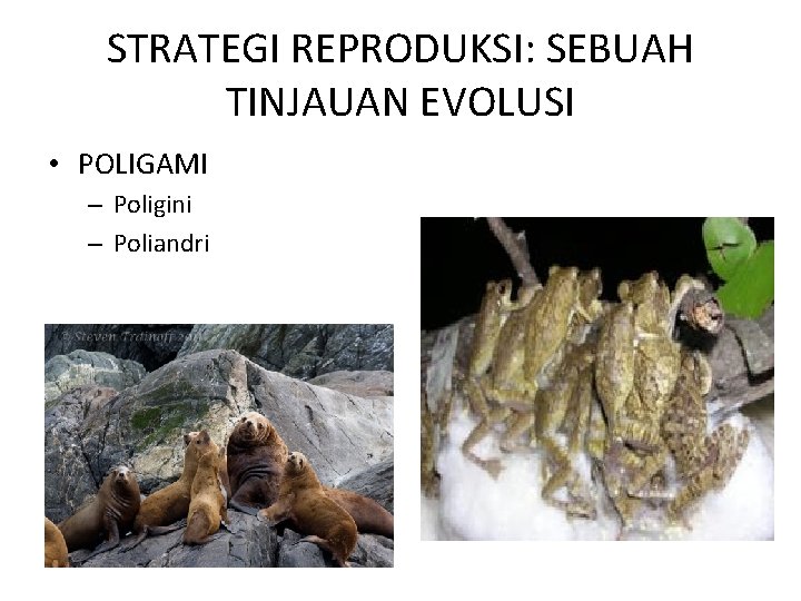 STRATEGI REPRODUKSI: SEBUAH TINJAUAN EVOLUSI • POLIGAMI – Poligini – Poliandri 