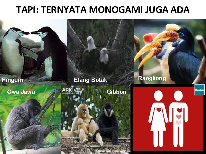 TAPI: TERNYATA MONOGAMI JUGA ADA Pinguin Owa Jawa Elang Botak Gibbon Rangkong 