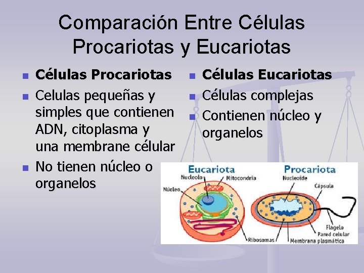 Comparación Entre Células Procariotas y Eucariotas n n n Células Procariotas Celulas pequeñas y