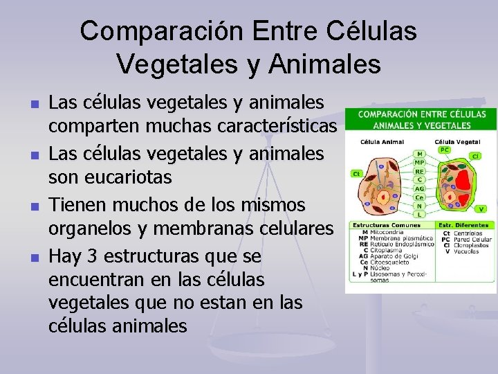 Comparación Entre Células Vegetales y Animales n n Las células vegetales y animales comparten