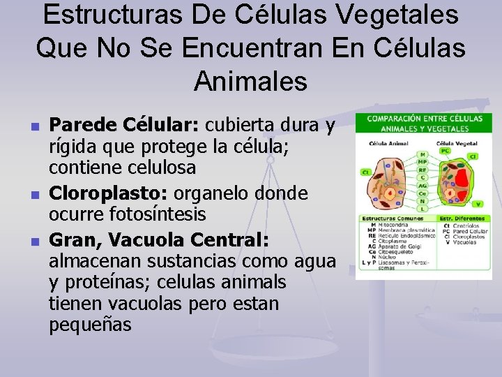 Estructuras De Células Vegetales Que No Se Encuentran En Células Animales n n n