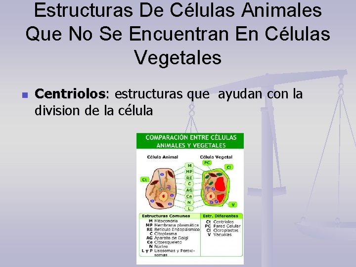 Estructuras De Células Animales Que No Se Encuentran En Células Vegetales n Centriolos: estructuras