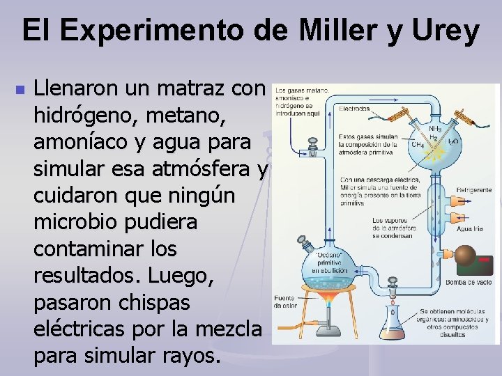 El Experimento de Miller y Urey n Llenaron un matraz con hidrógeno, metano, amoníaco