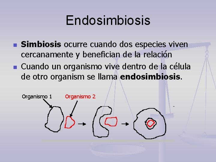 Endosimbiosis n n Simbiosis ocurre cuando dos especies viven cercanamente y benefician de la