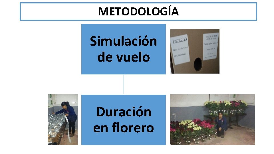 METODOLOGÍA Simulación de vuelo Duración en florero 