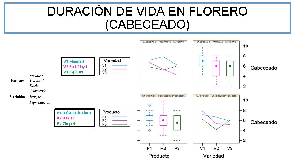 DURACIÓN DE VIDA EN FLORERO (CABECEADO) V 1 Mondial V 2 Pink Floyd V