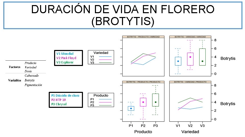 DURACIÓN DE VIDA EN FLORERO (BROTYTIS) V 1 Mondial V 2 Pink Floyd V