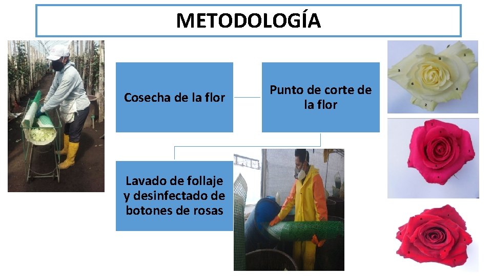 METODOLOGÍA Cosecha de la flor Lavado de follaje y desinfectado de botones de rosas