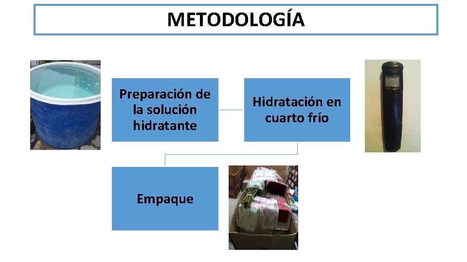 METODOLOGÍA Preparación de la solución hidratante Empaque Hidratación en cuarto frío 