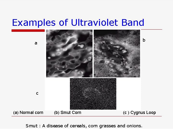 Examples of Ultraviolet Band b a c (a) Normal corn (b) Smut Corn (c