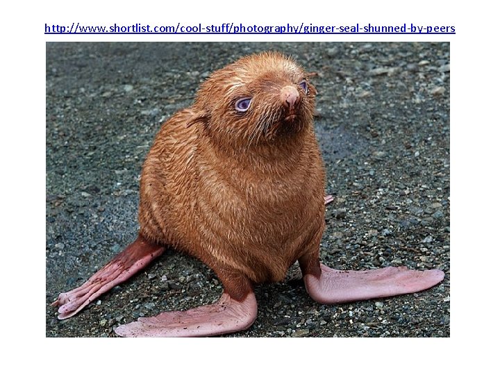 http: //www. shortlist. com/cool-stuff/photography/ginger-seal-shunned-by-peers 