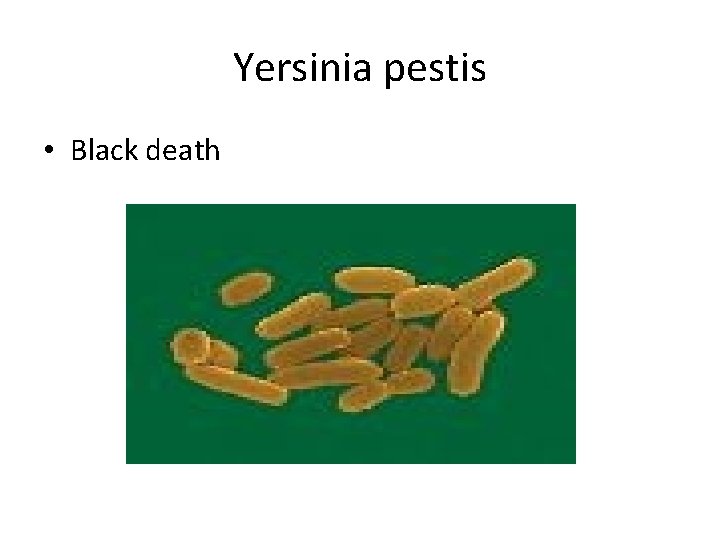 Yersinia pestis • Black death 