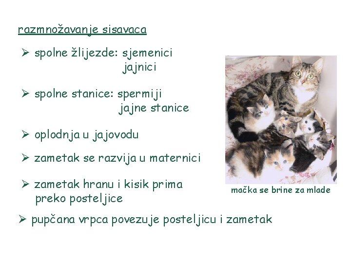 razmnožavanje sisavaca Ø spolne žlijezde: sjemenici jajnici Ø spolne stanice: spermiji jajne stanice Ø