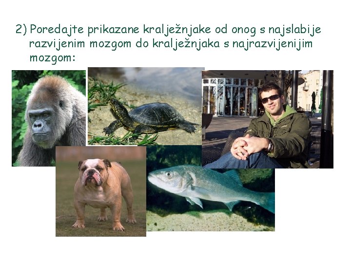 2) Poredajte prikazane kralježnjake od onog s najslabije razvijenim mozgom do kralježnjaka s najrazvijenijim