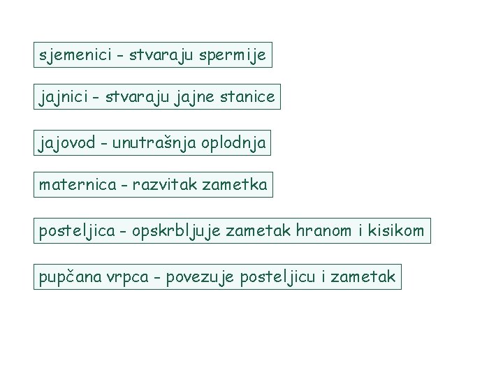 sjemenici - stvaraju spermije jajnici - stvaraju jajne stanice jajovod - unutrašnja oplodnja maternica