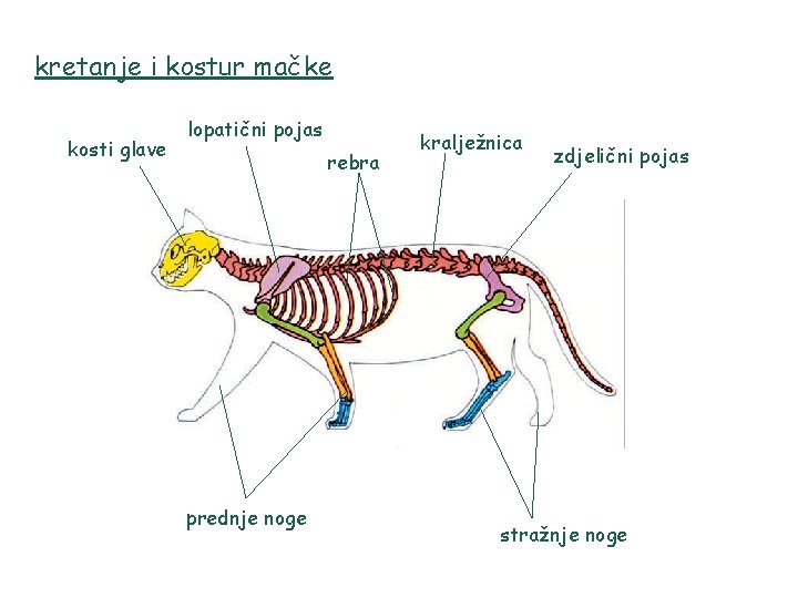 kretanje i kostur mačke kosti glave lopatični pojas rebra prednje noge kralježnica zdjelični pojas