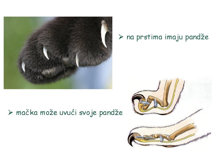 Ø na prstima imaju pandže Ø mačka može uvući svoje pandže 