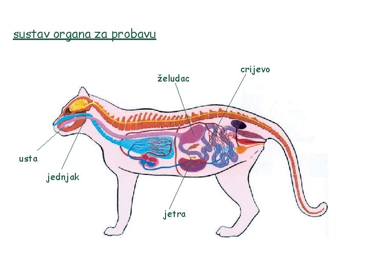 sustav organa za probavu želudac usta jednjak jetra crijevo 