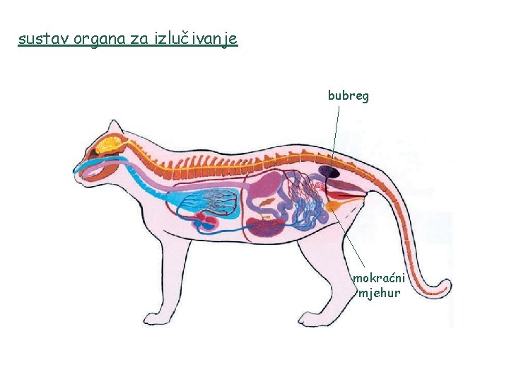 sustav organa za izlučivanje bubreg mokraćni mjehur 