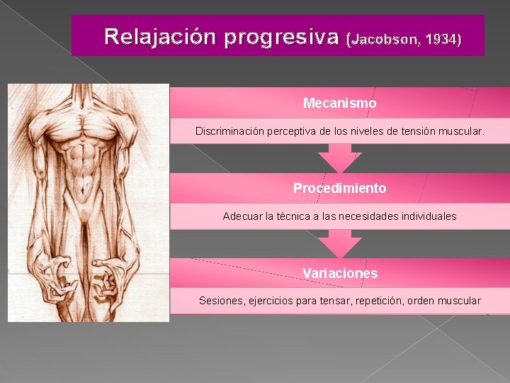 Relajación progresiva (Jacobson, 1934) Mecanismo Discriminación perceptiva de los niveles de tensión muscular. Procedimiento
