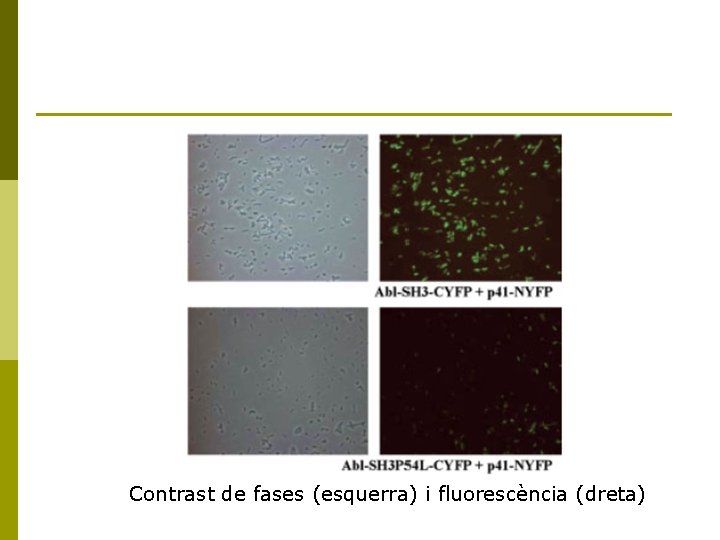 Contrast de fases (esquerra) i fluorescència (dreta) 