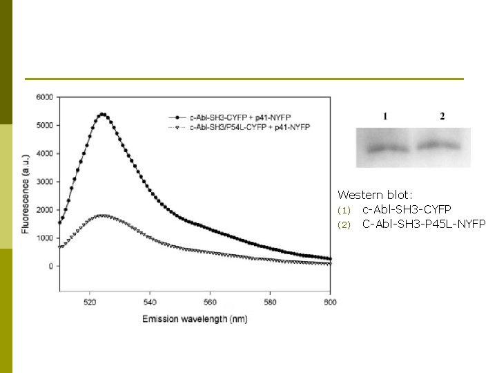 Western blot: (1) c-Abl-SH 3 -CYFP (2) C-Abl-SH 3 -P 45 L-NYFP 