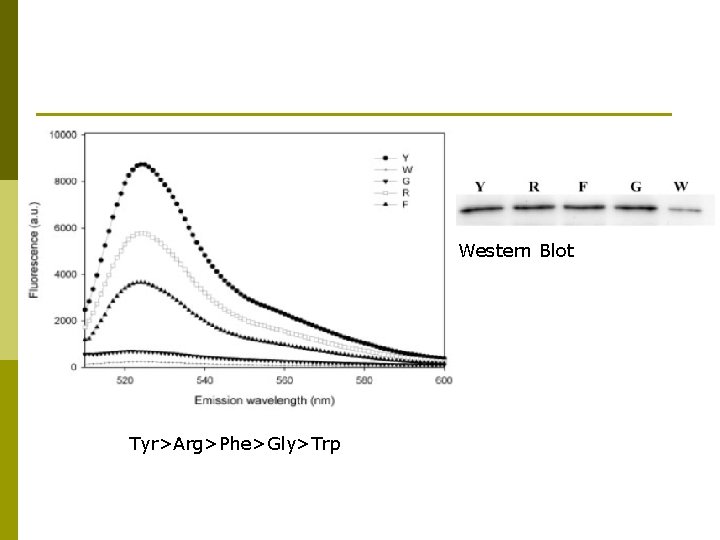Western Blot Tyr>Arg>Phe>Gly>Trp 
