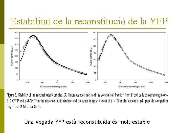 Estabilitat de la reconstitució de la YFP Una vegada YFP està reconstituïda és molt