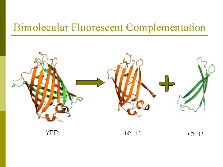 Bimolecular Fluorescent Complementation 