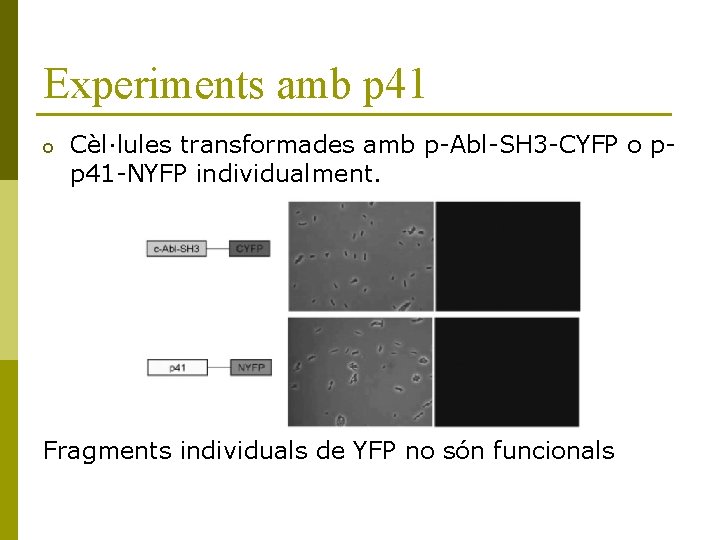 Experiments amb p 41 o Cèl·lules transformades amb p-Abl-SH 3 -CYFP o pp 41
