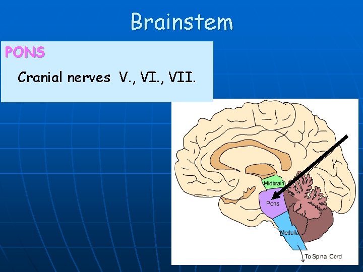 Brainstem PONS Cranial nerves V. , VII. 